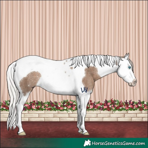 Horse Color:Silver Grullo Splash Tobiano Rabicano 