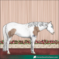 Horse Color:Silver Grullo Splash Tobiano Rabicano 