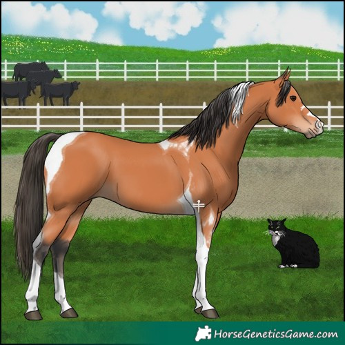 Horse Color:Bay Tobiano 