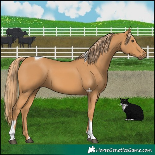 Horse Color:Chestnut Tobiano 