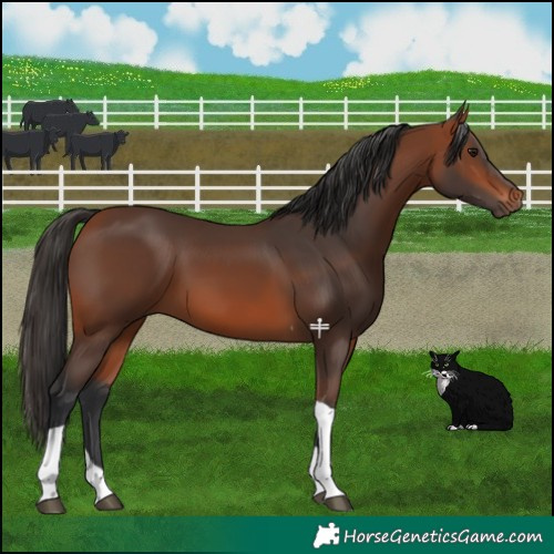 Horse Color:Bay Tobiano 