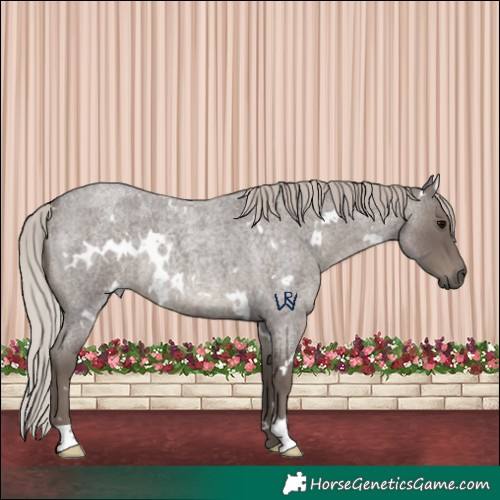 Horse Color:White Spotted Silver Blue Roan 