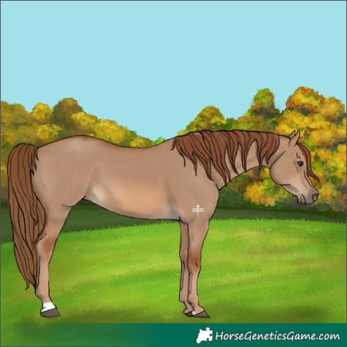 Horse Color:Red Dun 