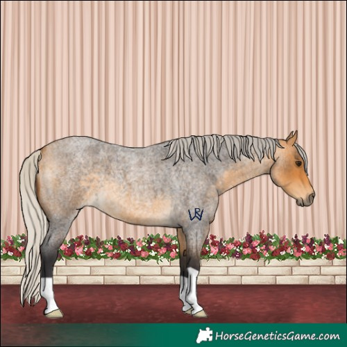 Horse Color:Silver Buckskin Roan 