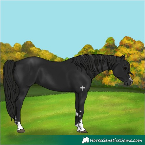 Horse Color:Gray Black 