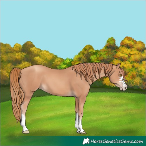 Horse Color:Gold Champagne 