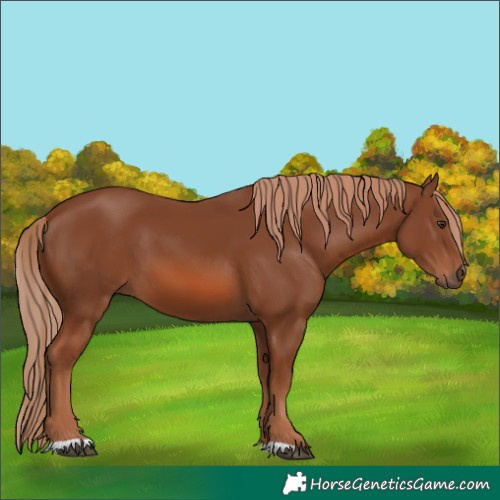 Horse Color:Chestnut 