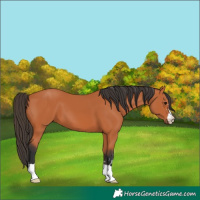 Horse Color:Bay 