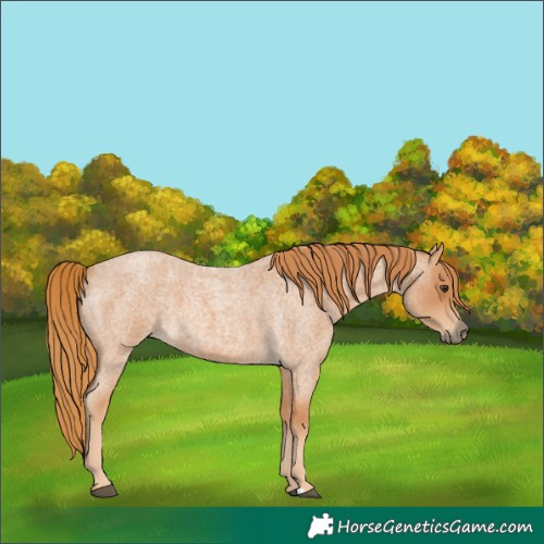Horse Color:Red Roan 