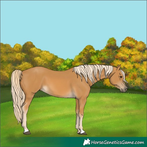 Horse Color:Palomino 