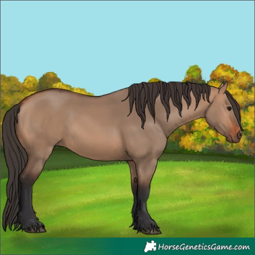 Horse Color:Bay Dun 
