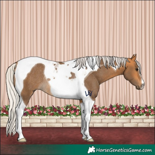 Horse Color:Silver Buckskin Tobiano Rabicano