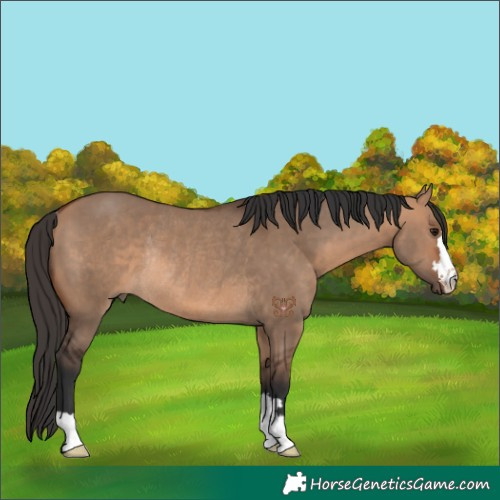 Horse Color:Bay Dun Rabicano 