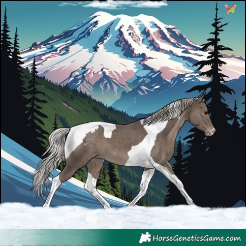 Horse Color:Silver Black Tobiano Appaloosa 