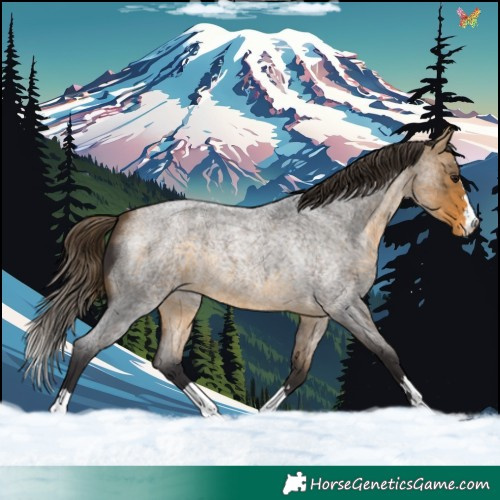 Horse Color:Buckskin Roan Varnish 