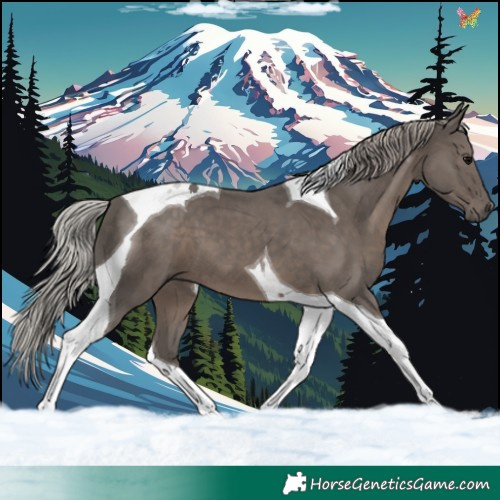 Horse Color:Silver Black Tobiano 