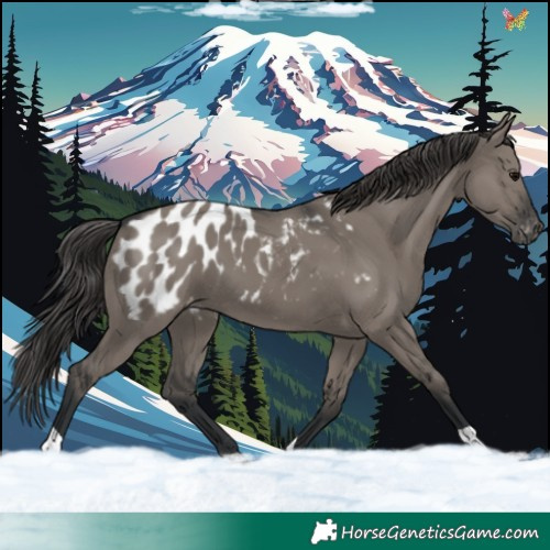 Horse Color:Grullo Appaloosa 