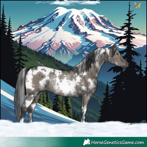Horse Color:White Spotted Grullo Rabicano Brindle 