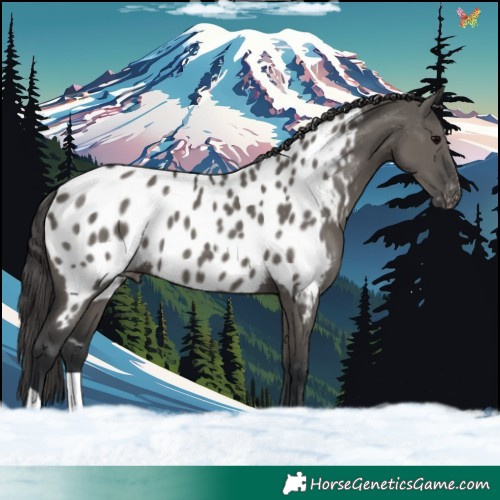 Horse Color:Grullo Appaloosa