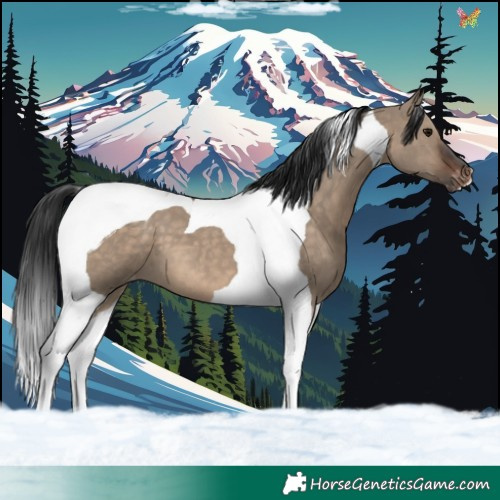 Horse Color:Brown Dun Tobiano Appaloosa 
