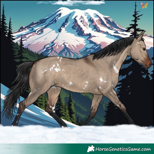 Horse Color:White Spotted Brown Dun 