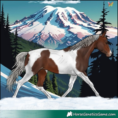 Horse Color:Silver Brown Tobiano Appaloosa 