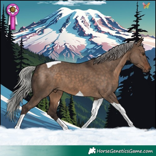Horse Color:Silver Brown Dun Tobiano 