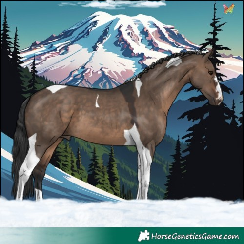 Horse Color:Brown Dun Tobiano