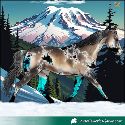 Horse Color:White Spotted Brown Onyx 