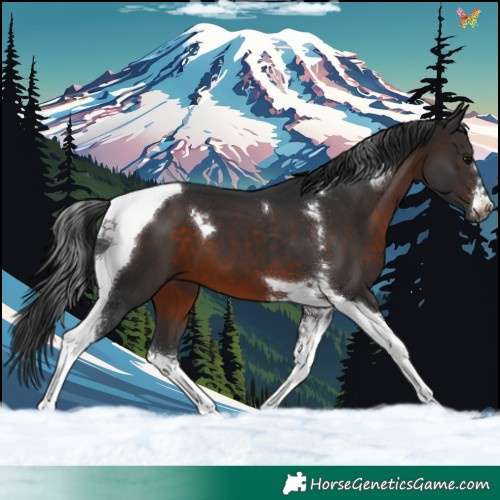 Horse Color:Brown Tobiano 