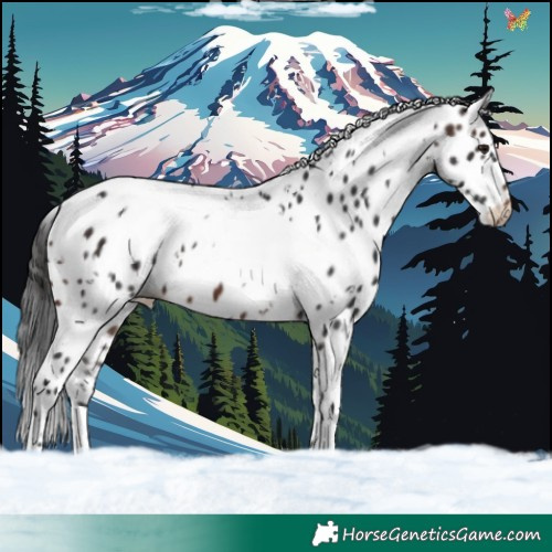 Horse Color:White Spotted Brown Appaloosa 