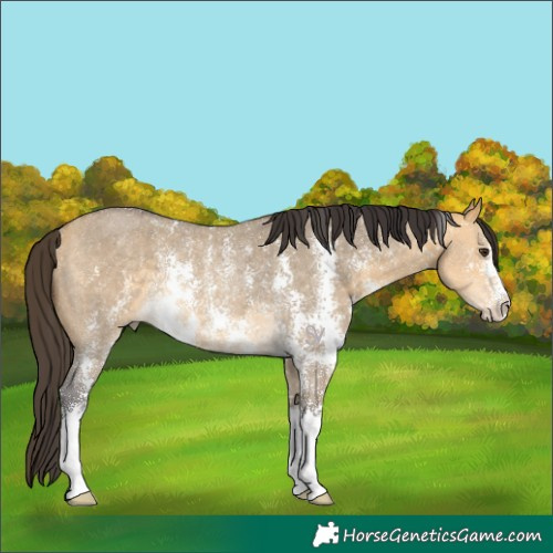 Horse Color:Buckskin Dun Sabino Rabicano 
