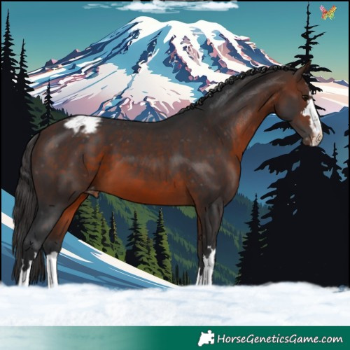 Horse Color:Brown Appaloosa 