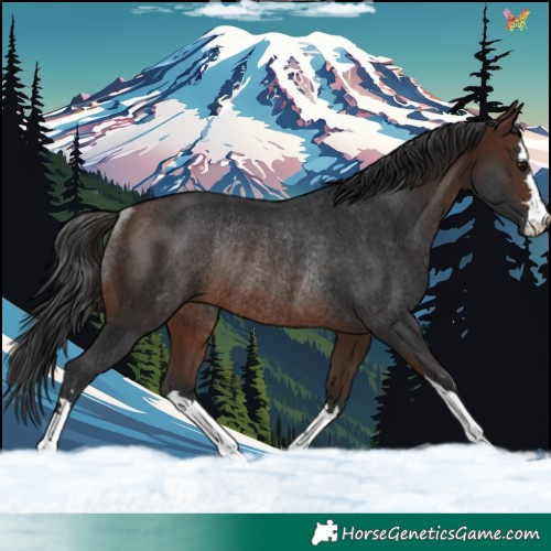 Horse Color:Brown Rabicano 