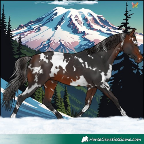 Horse Color:White Spotted Brown 