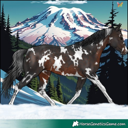 Horse Color:White Spotted Brown Rabicano