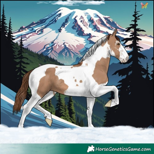 Horse Color:White Spotted Red Dun Tobiano 