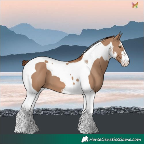 Horse Color:White Spotted Red Dun Tobiano 