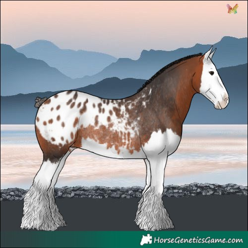 Horse Color:Bay Splash Blanket Rabicano 