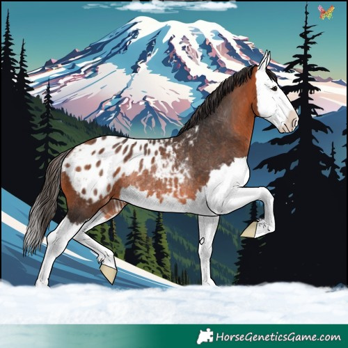 Horse Color:Bay Splash Appaloosa Rabicano 