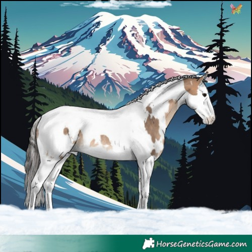Horse Color:White Spotted Bay Dun Splash Tobiano Rabicano