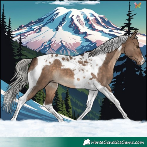 Horse Color:Silver Brown Dun Tobiano 