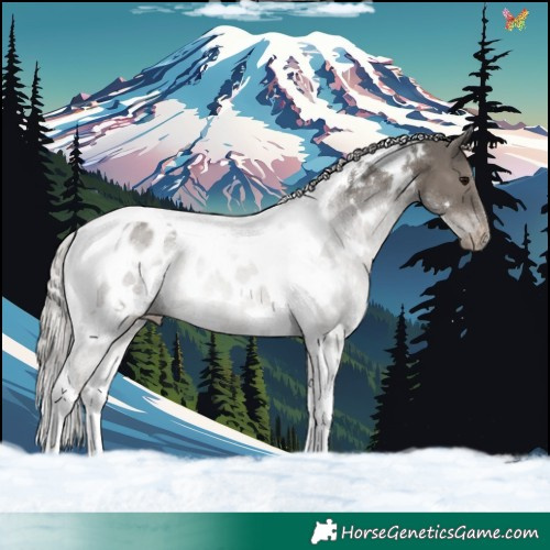 Horse Color:White Spotted Silver Black Tobiano Appaloosa