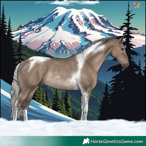Horse Color:Silver Grullo Tobiano Rabicano 
