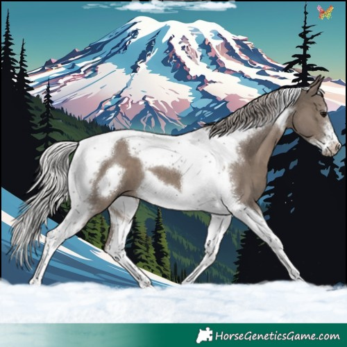 Horse Color:Silver Grullo Tobiano Frame 
