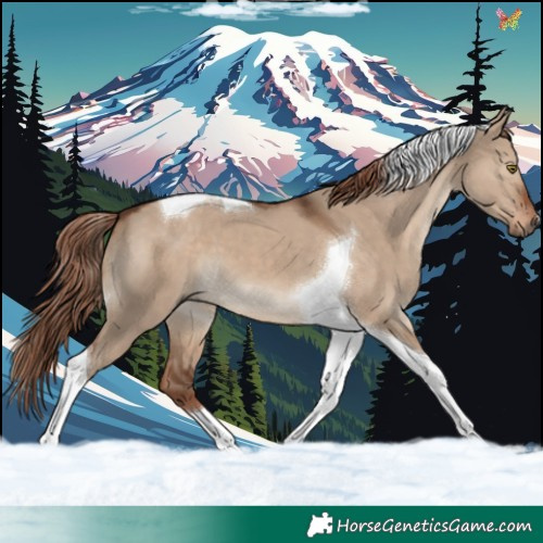 Horse Color:Liver Red Dun Tobiano 