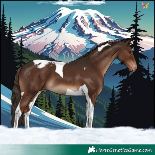 Horse Color:Liver Chestnut Tobiano Varnish 