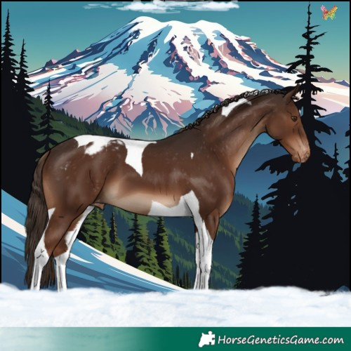 Horse Color:Liver Chestnut Tobiano Appaloosa