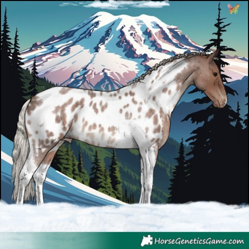 Horse Color:Silver Blue Roan Tobiano Appaloosa