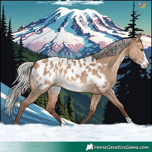 Horse Color:Silver Bay Dun Frame Appaloosa